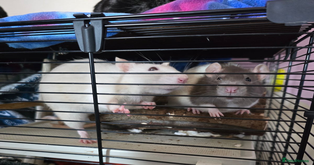 3 female rats for rehoming for sale in Enfield | Pets4Homes