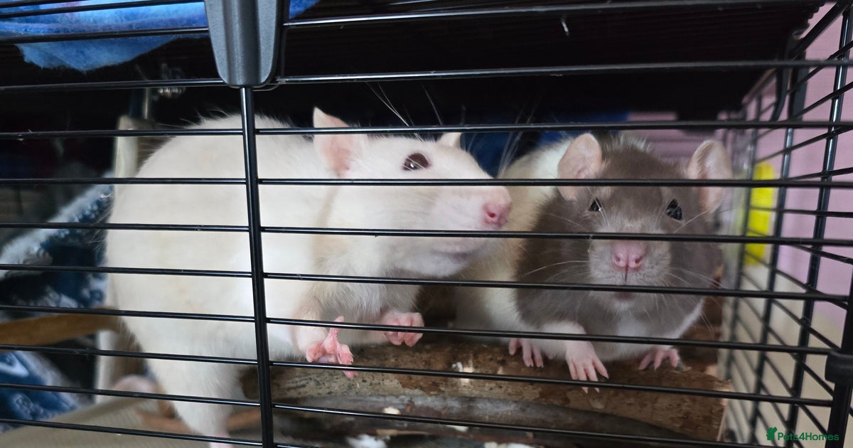 3 female rats for rehoming for sale in Enfield | Pets4Homes