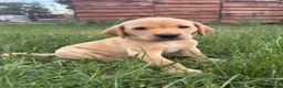 Labrador Retriever dogs for sale: KC Reg Labradors from Fully Health tested parents - Advert 29