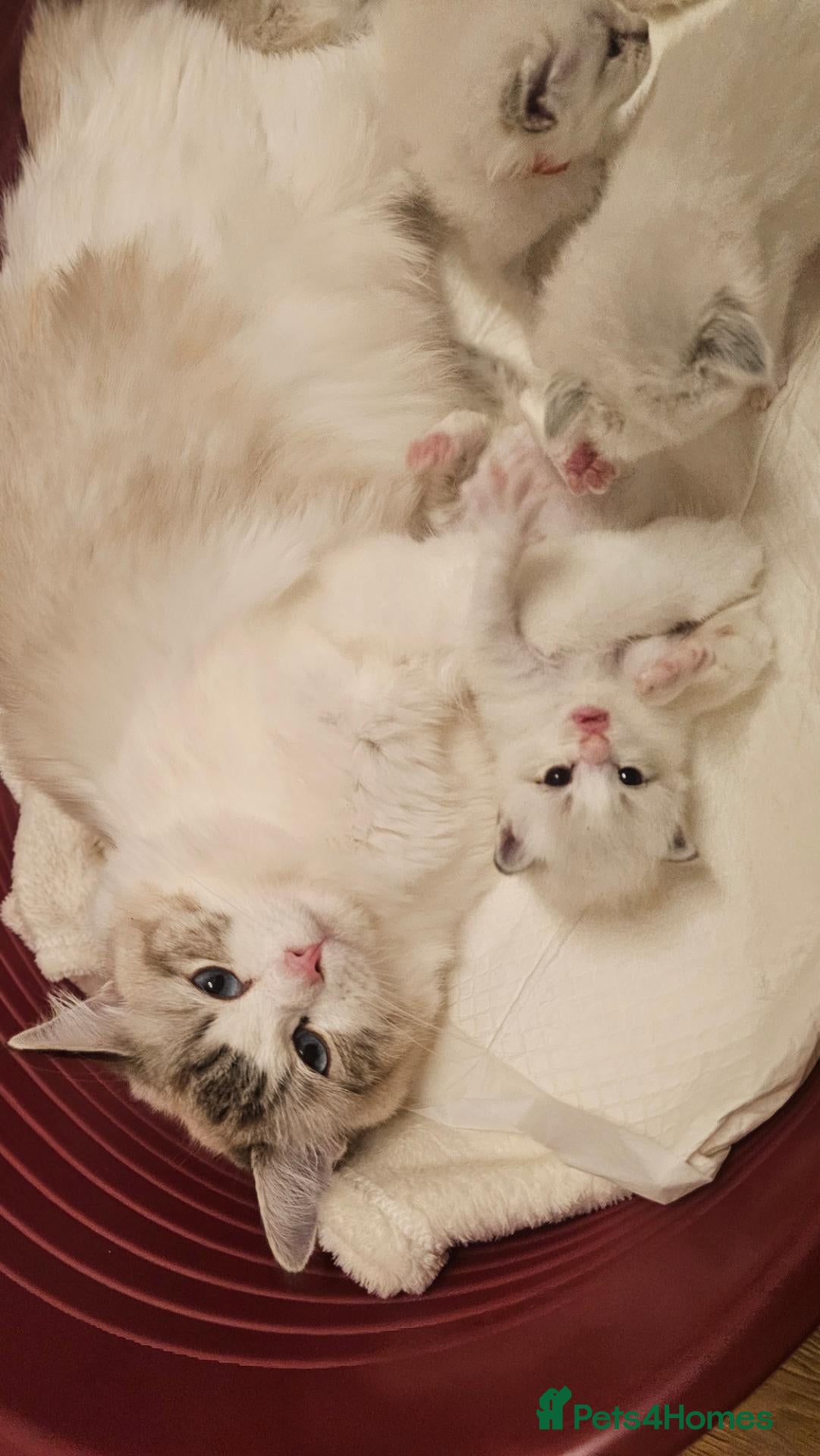 Ragdoll cats for sale: 🏆 GCCF Ragdolls – Championship Bloodlines - Advert 2