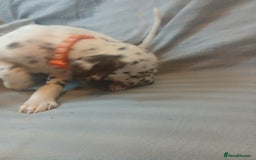 Dalmatian dogs for sale: Dalmatian Ready to home 1×girl 1× boy(£550)) - Image 17