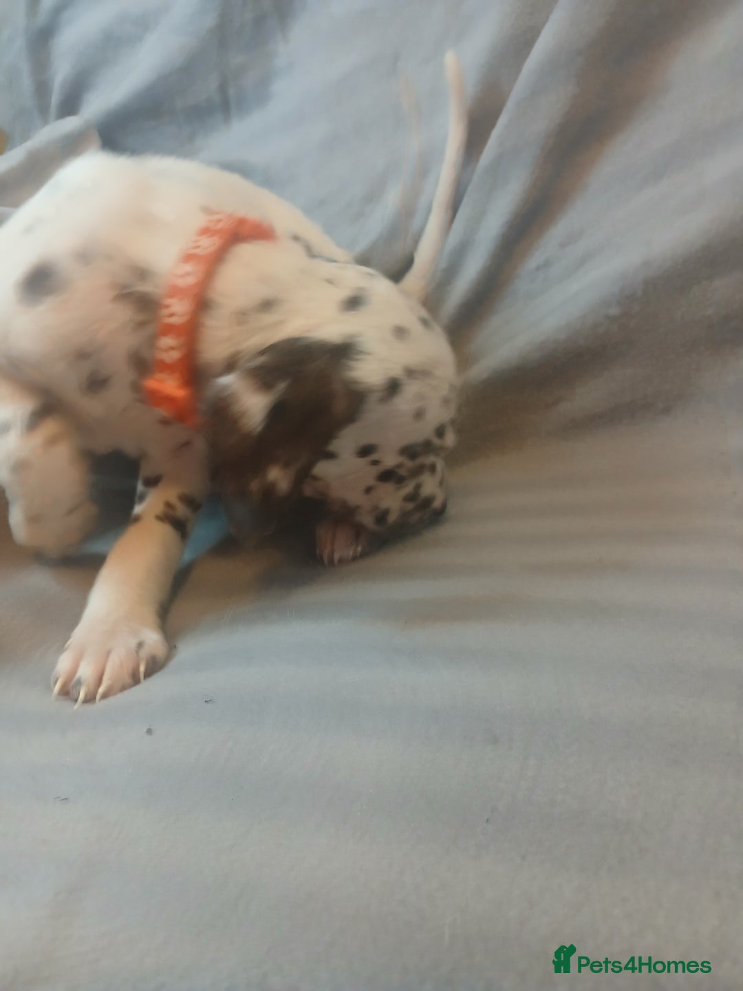 Dalmatian dogs for sale: Dalmatian Ready to home 1×girl 1× boy(£550)) - Image 17