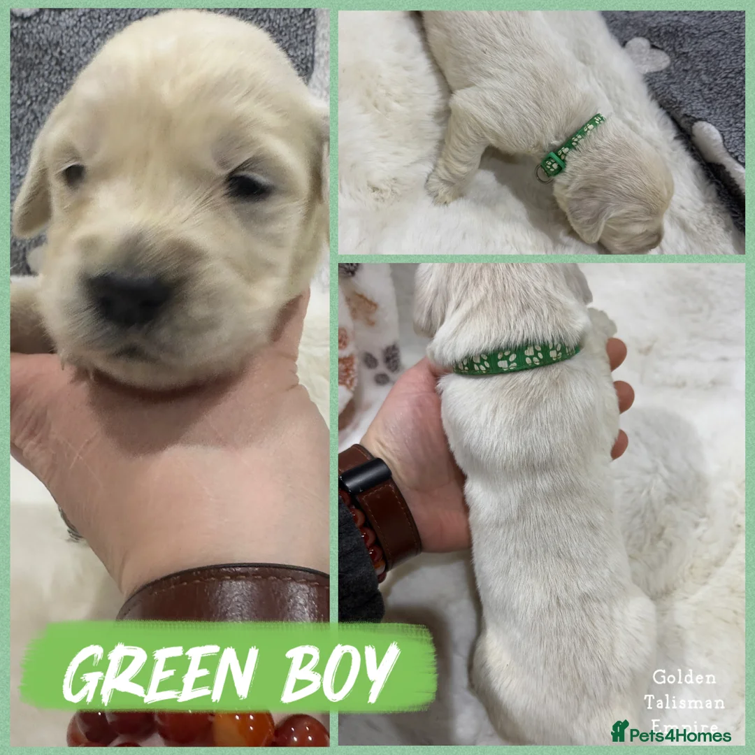 Golden Retriever dogs for sale: 35 GEN Champion Bloodline, Mum a Therapy Dog - Advert 10