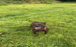 Mixed Breed dogs for sale: Sasha the staffie cross  - Image 5