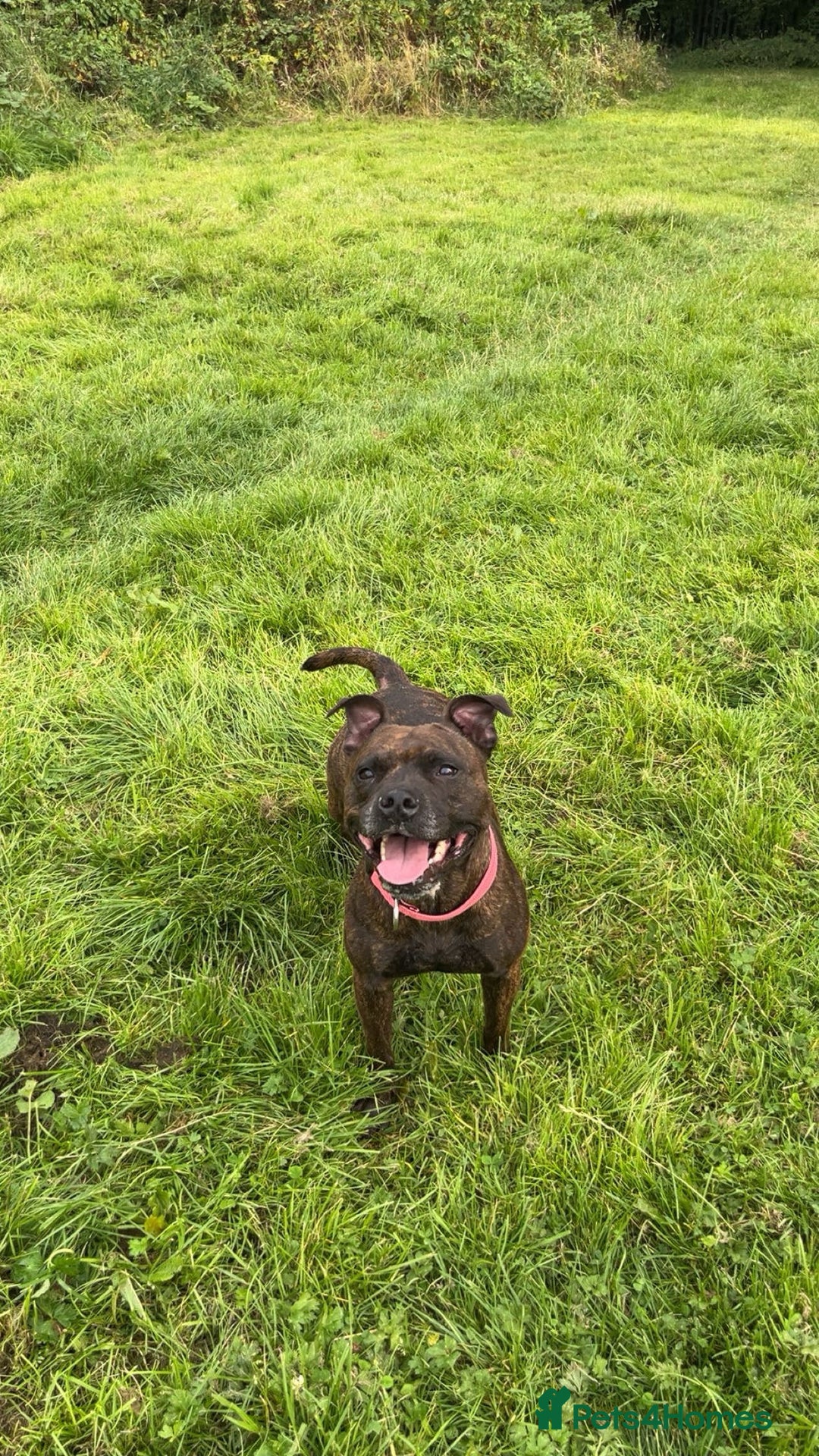 Mixed Breed dogs for sale: Sasha the staffie cross  - Image 5