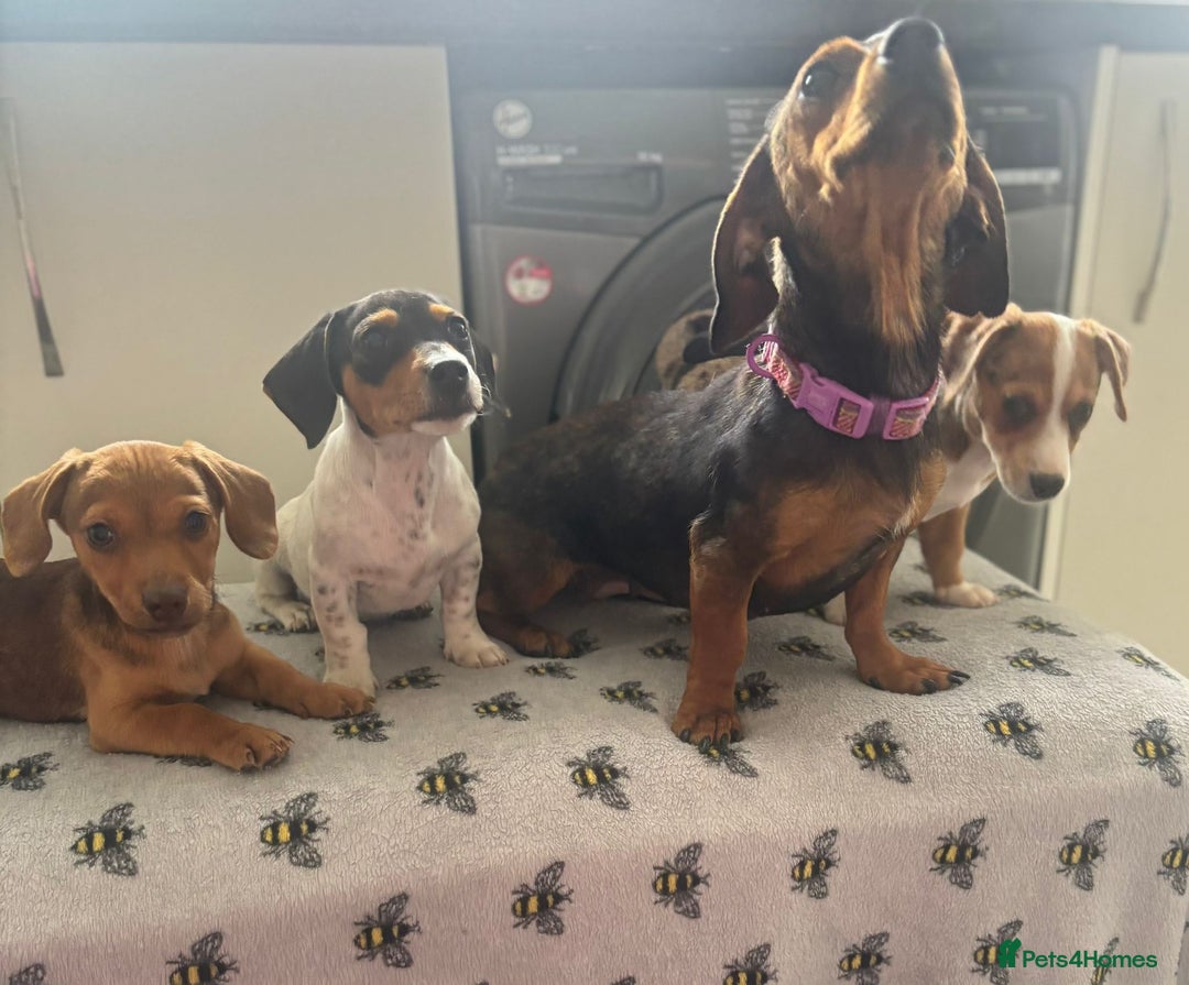 Mixed Breed dogs for sale: Dachshund x Jack Russell's puppies  - Image 5