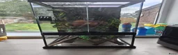 Gecko reptiles for sale: Crested gecko with enclosure  in Newcastle - Advert 2