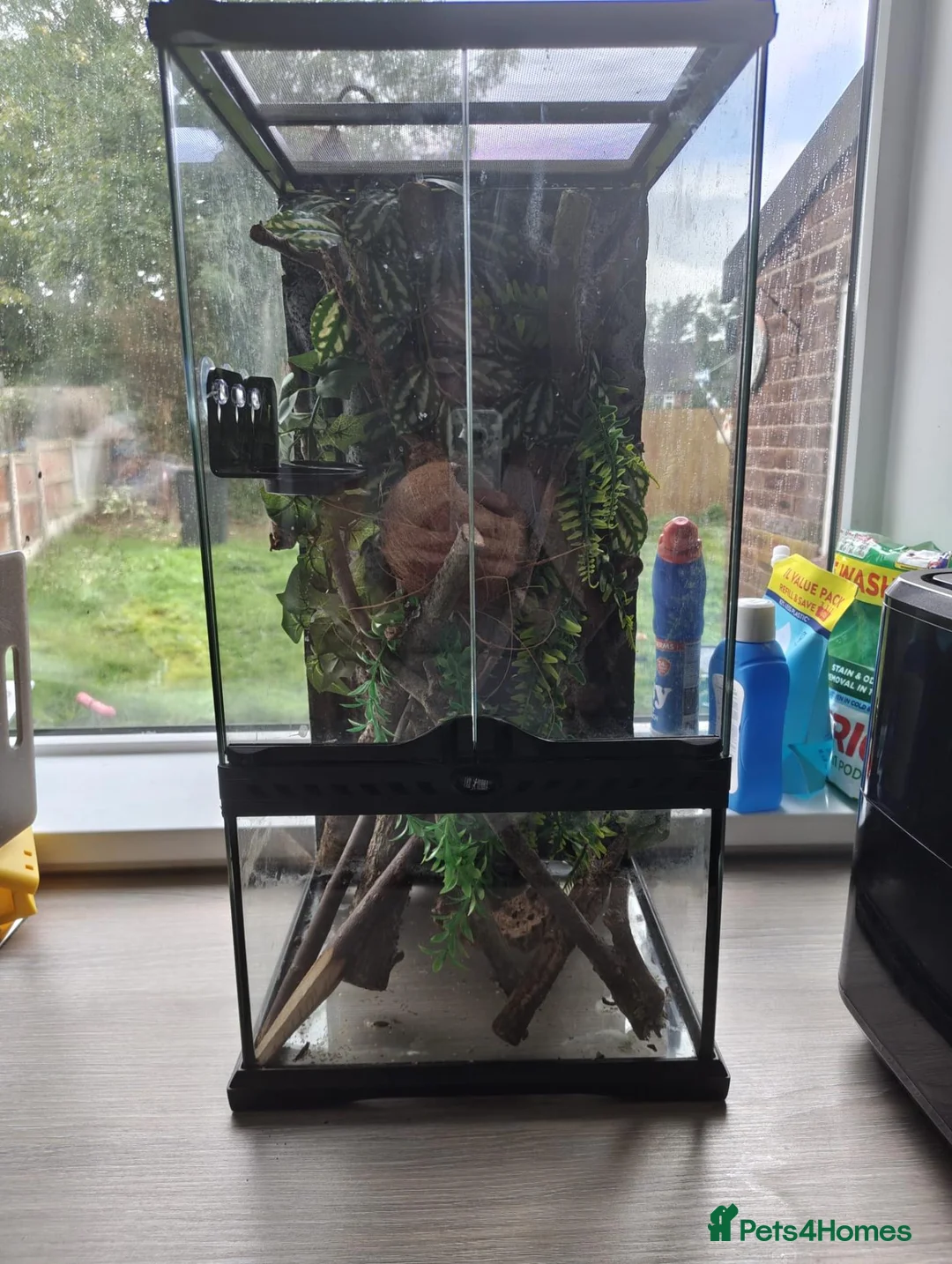 Gecko reptiles for sale: Crested gecko with enclosure  in Newcastle - Advert 2