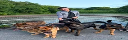 German Shepherd dogs for sale: German Shepard boy  - Advert 3