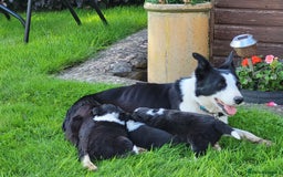 Border Collie dogs for sale: Sheepdog pups in Cumbria - Image 5