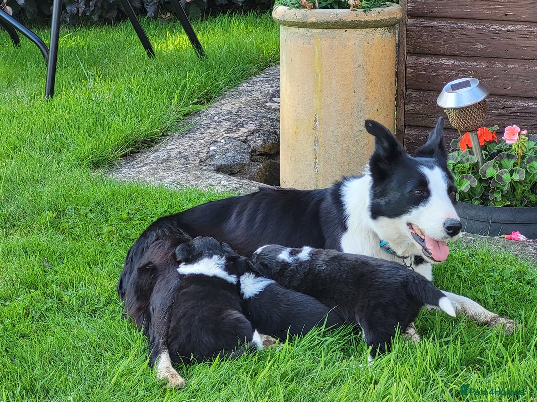 Border Collie dogs for sale: Sheepdog pups in Cumbria - Image 5