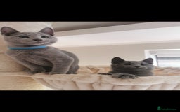 Russian Blue cats for sale: 3 russian blue kittens GCCF pedigree  - Image 8