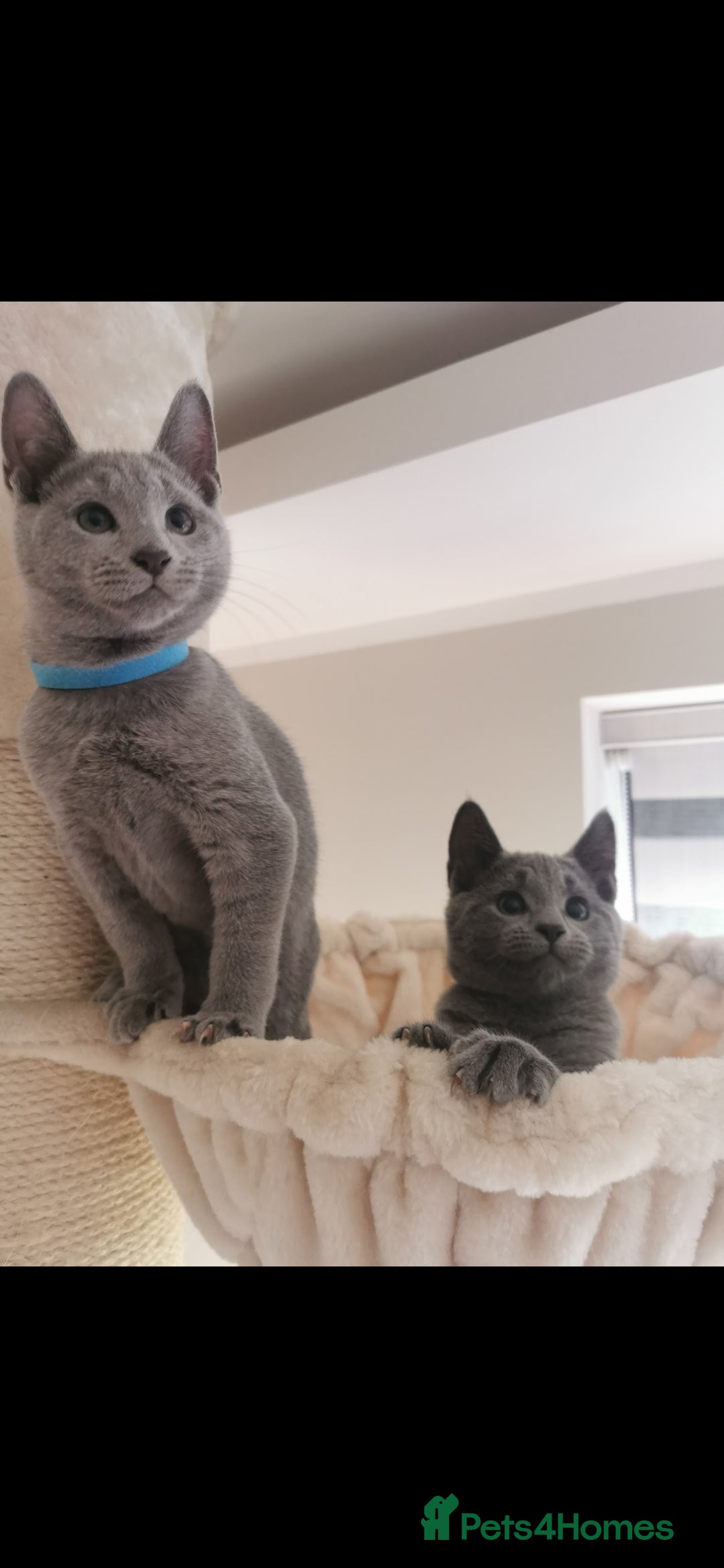Russian Blue cats for sale: 3 russian blue kittens GCCF pedigree  - Image 8