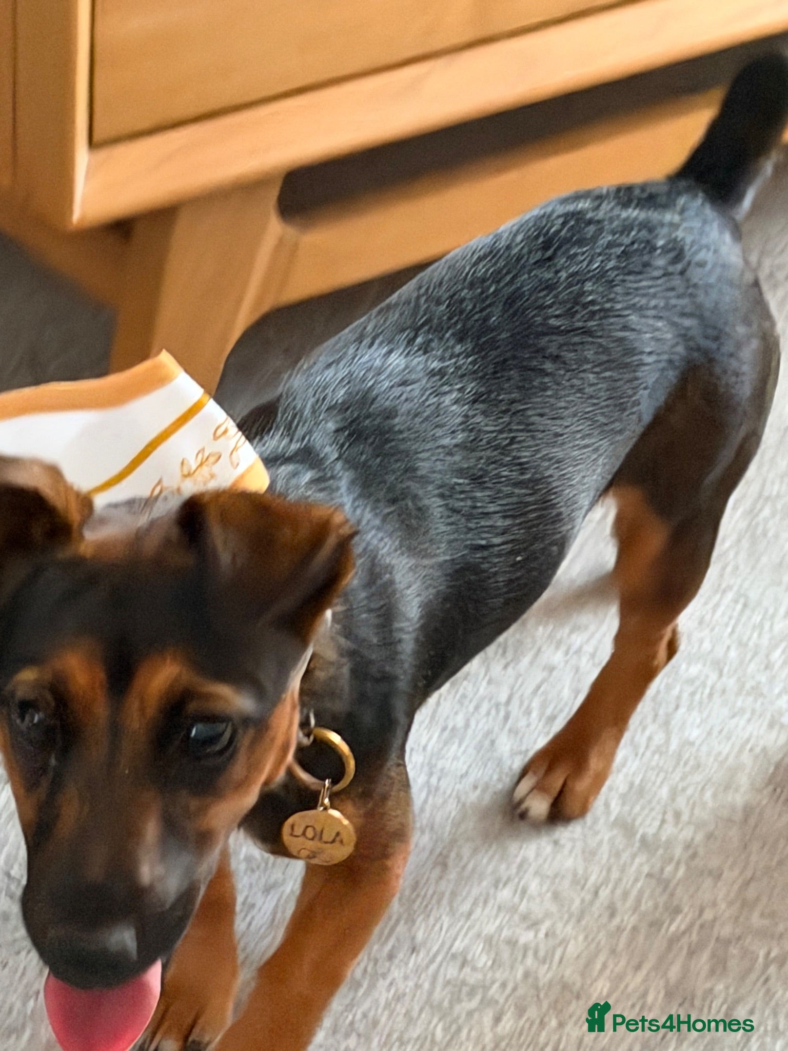 Jack Russell dogs Black and Tan Jack Russell - Advert 7