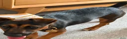 Jack Russell dogs for sale: Black and Tan Jack Russell - Advert 1