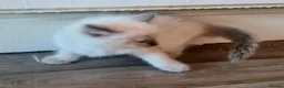 Ragdoll cats for sale: Pure ragdoll kitten  in Leicester - Advert 14
