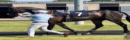 Irish Thoroughbred horses for sale: 16.2HH Irish TB Gelding - Advert 6