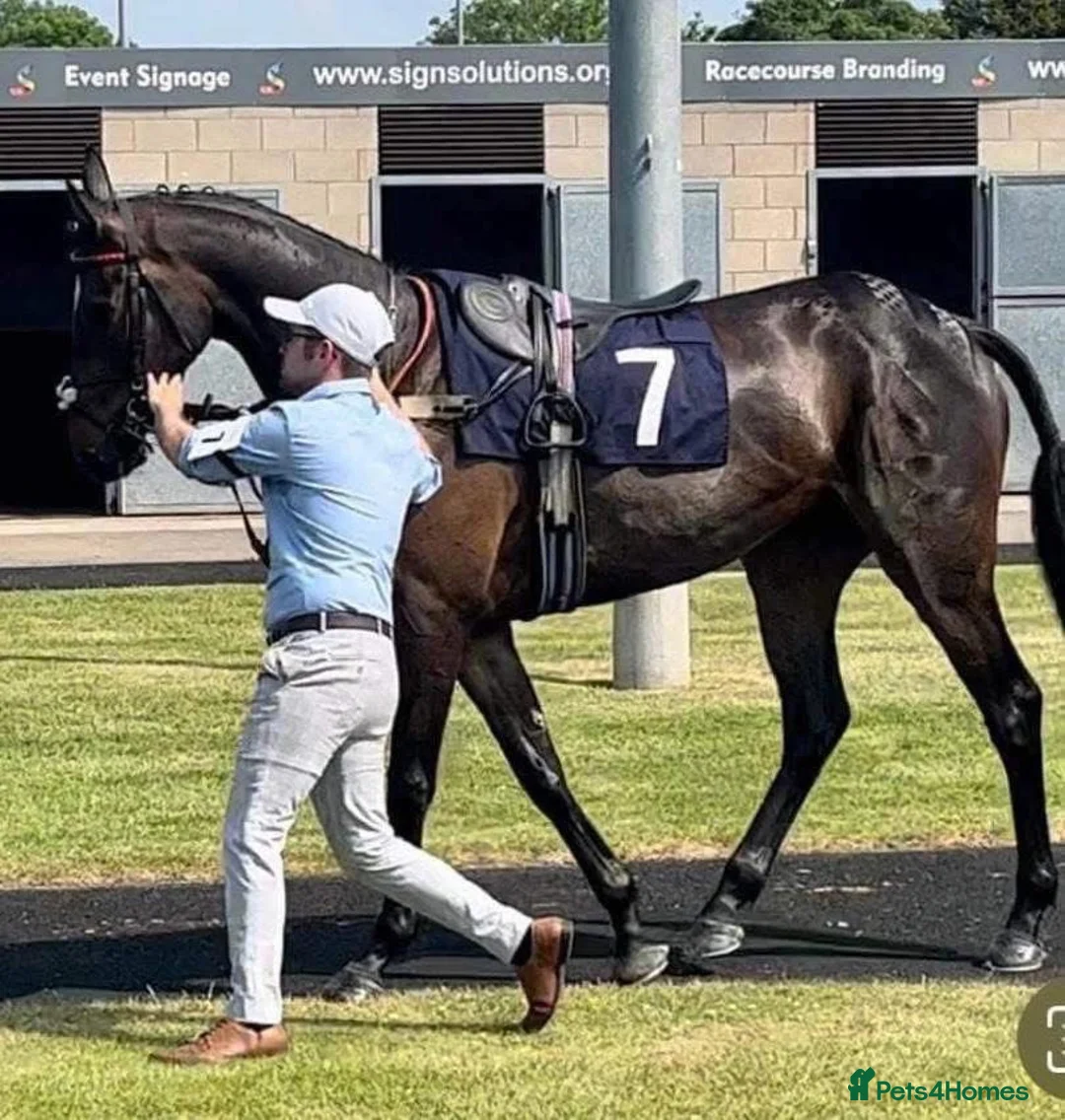 Irish Thoroughbred horses for sale: 16.2HH Irish TB Gelding - Advert 6
