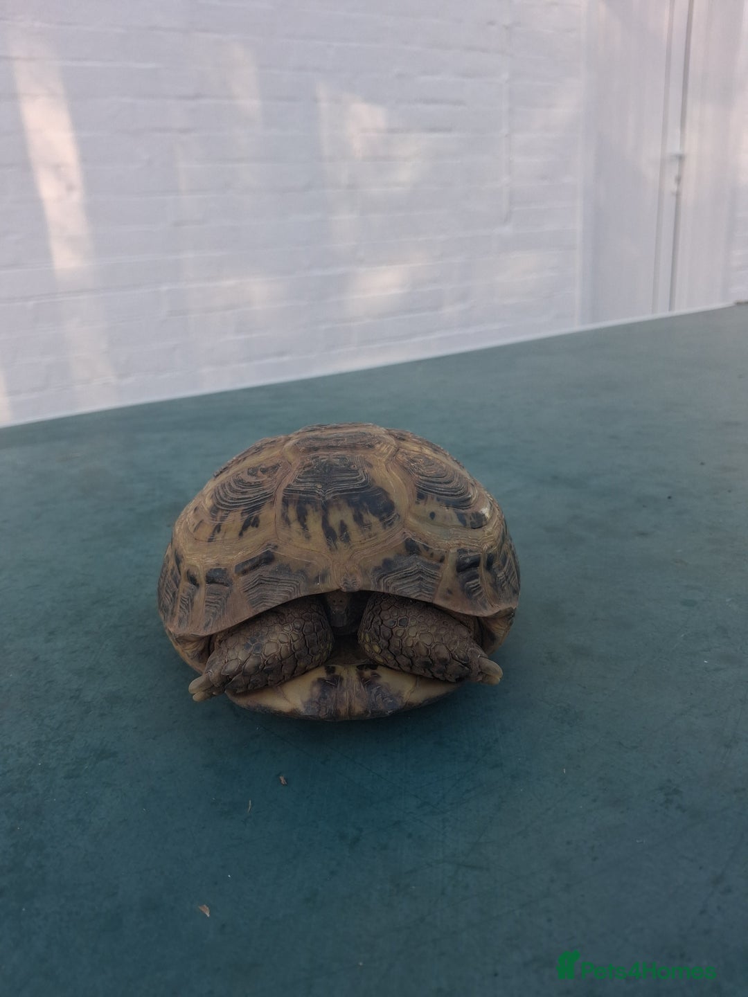 Tortoise reptiles for sale: Tortice for sale- does not hibernate - Advert 4