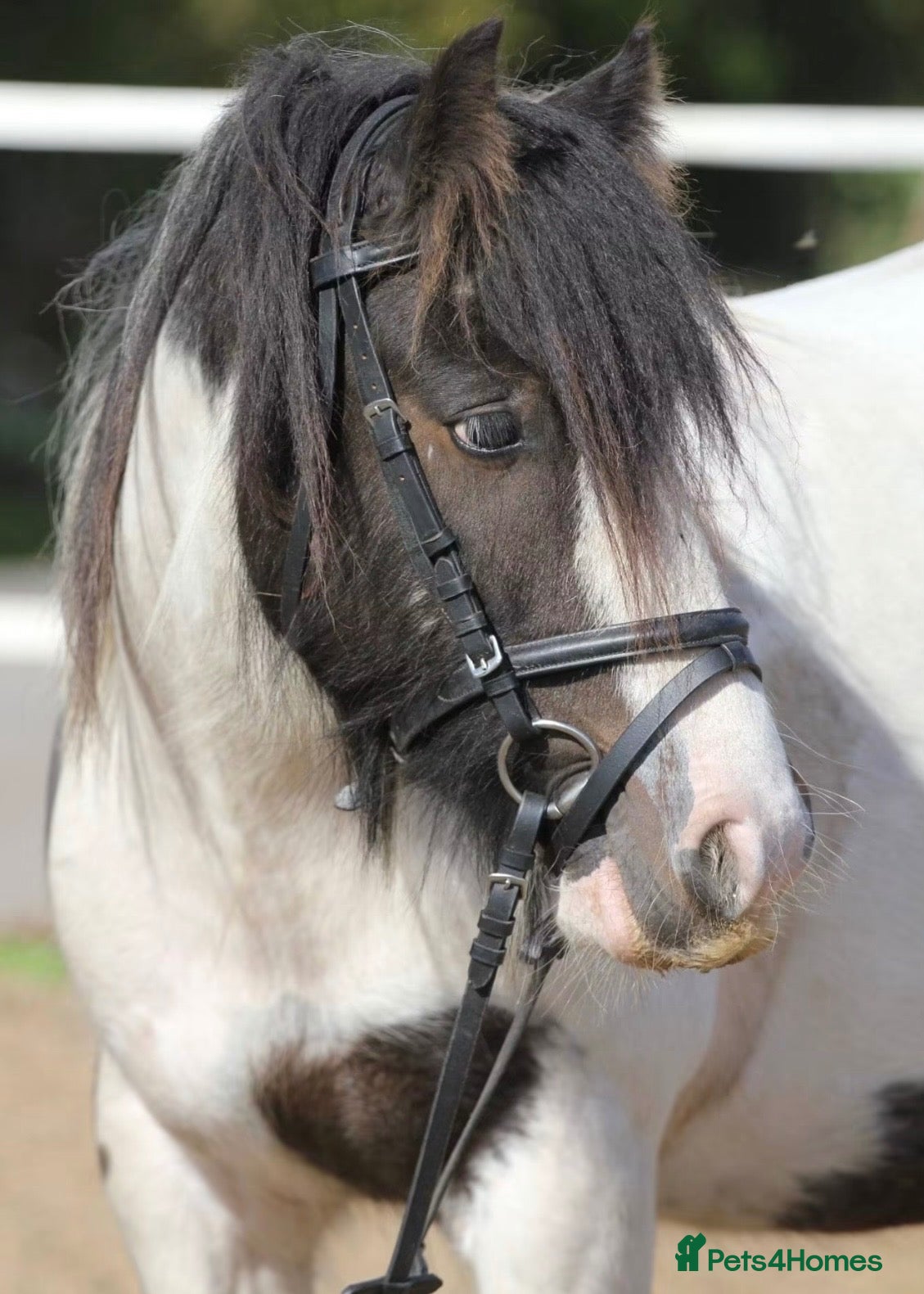 Irish Cob horses Cash  - Advert 1