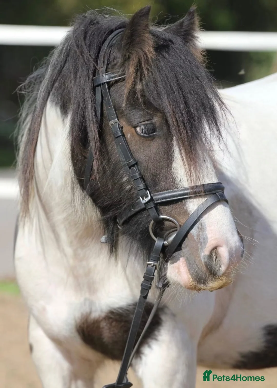 Irish Cob horses for sale: Cash  - Advert 1