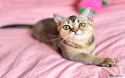 Scottish Fold cats for sale: Pedigree Kitten girl looking for a family  - Image 14
