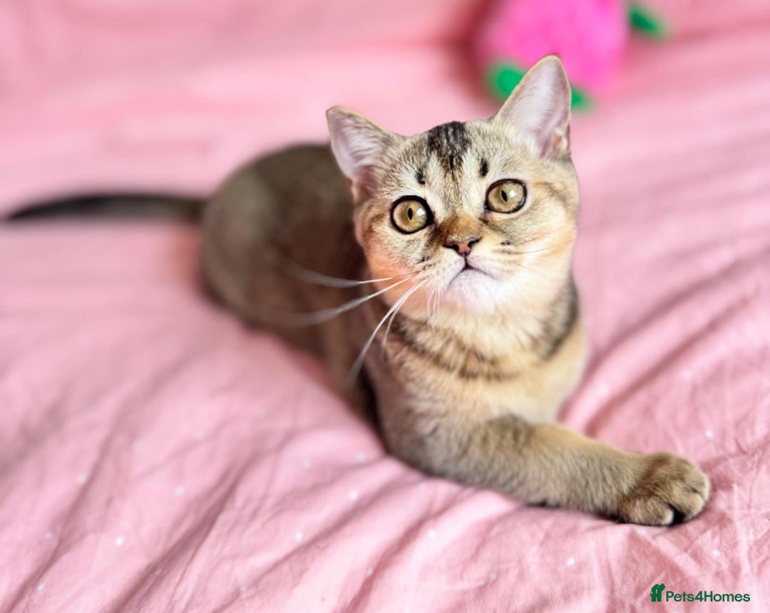 Scottish Fold cats for sale: Pedigree Kitten girl looking for a family  - Image 14
