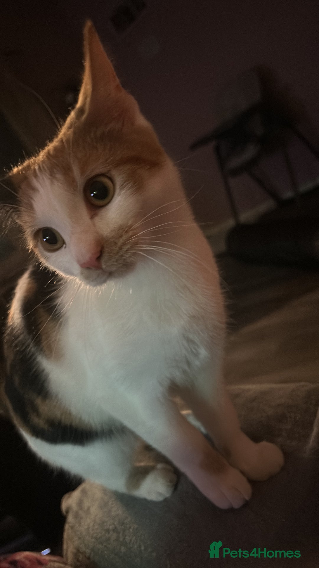 British Shorthair cats for sale: 6 month old gorgeous calico female for sale  - Advert 7