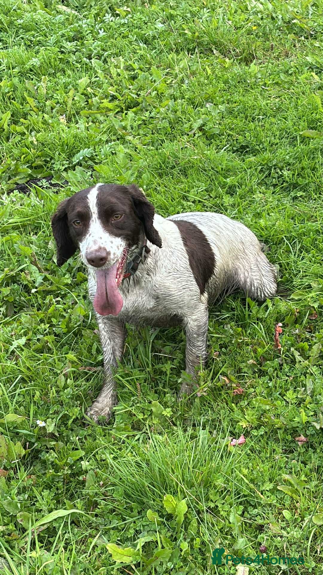 Sprocker dogs for sale: Adorable F1 Sprocker Spaniel Babies.  - Advert 19