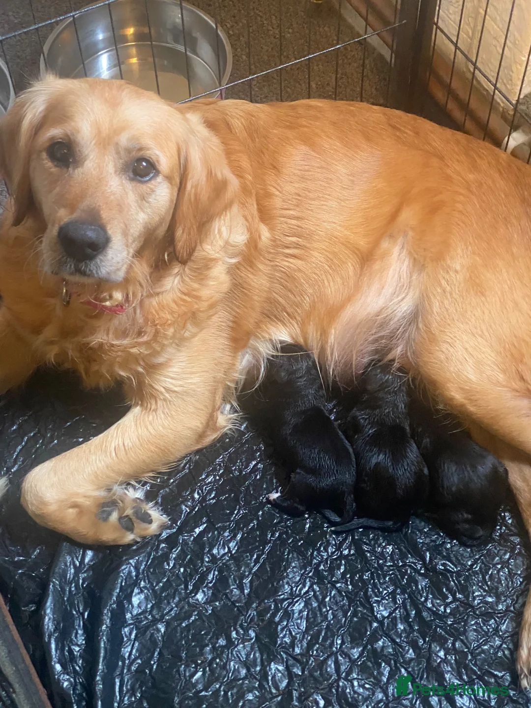 Mixed Breed dogs for sale: Collie x Retriever pups for sale - Advert 7