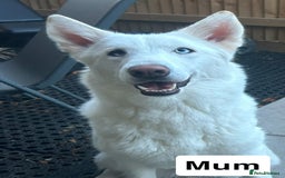 Siberian Husky dogs for sale: Husky puppies  - Image 2