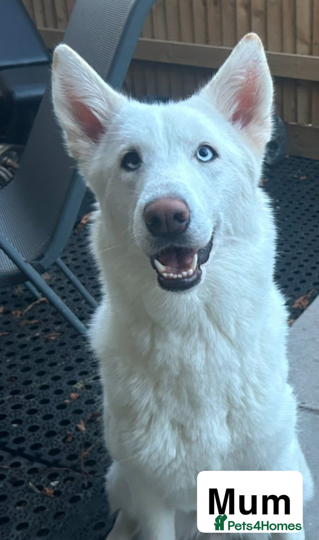 Siberian Husky dogs for sale: Husky puppies  - Image 2