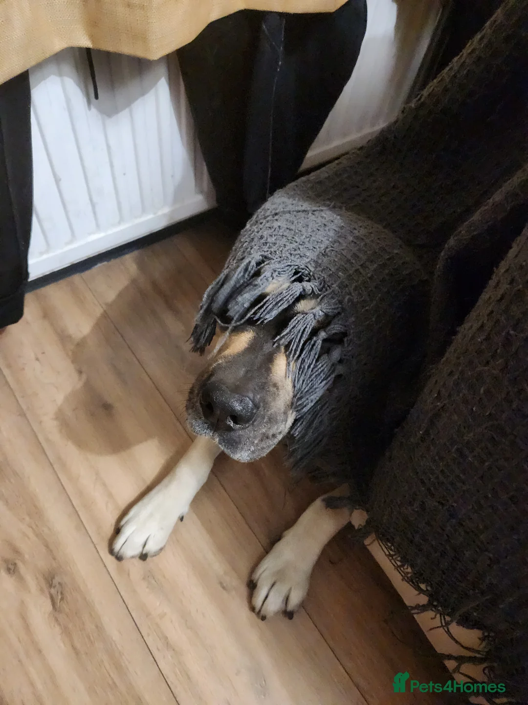 Mixed Breed dogs for sale: Deku   - Advert 7