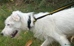 Mixed Breed dogs for adoption: Peter - Norwich Norfolk  - Image 20