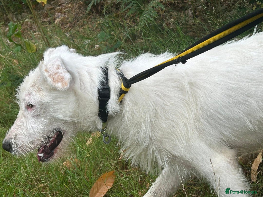 Mixed Breed dogs for adoption: Peter - Norwich Norfolk  - Image 20