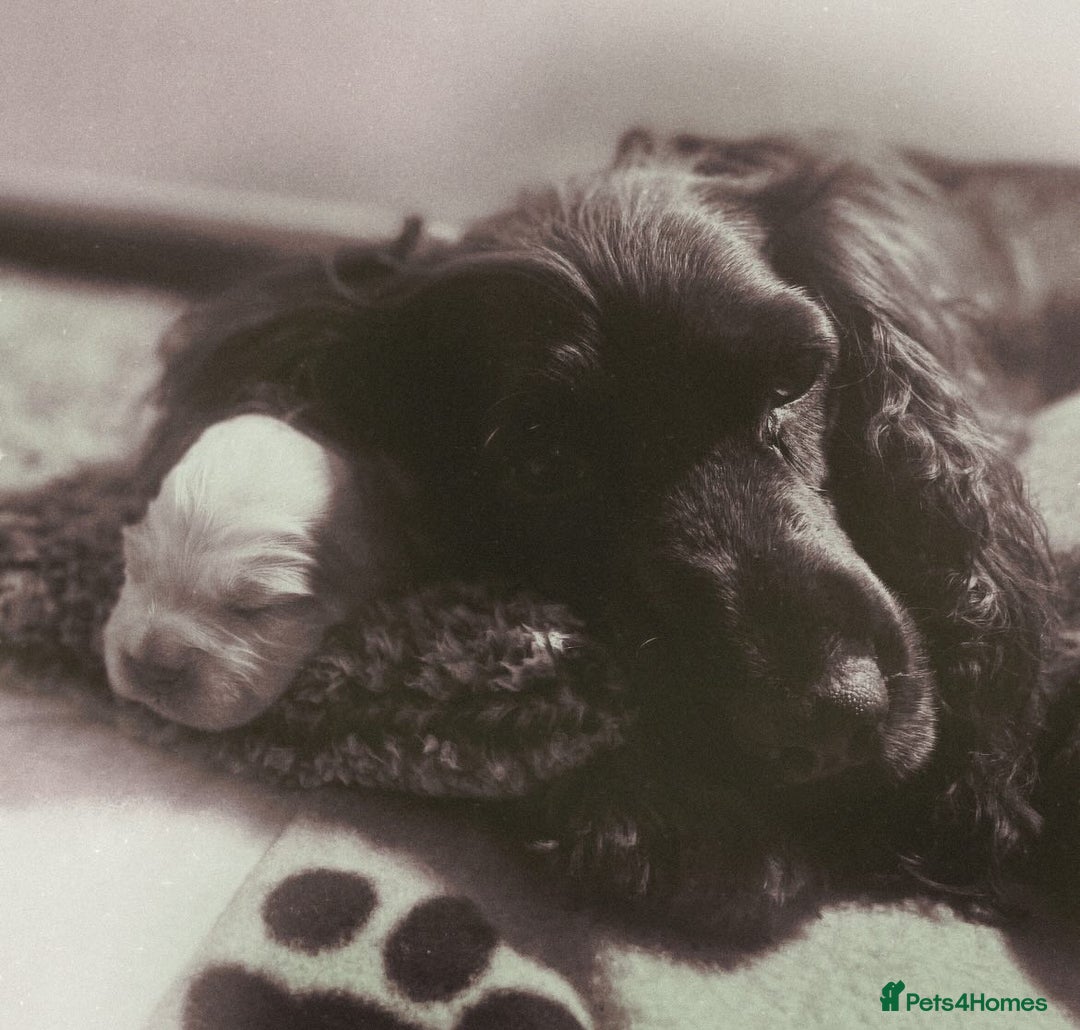 Cocker Spaniel dogs for sale: Puppies due 03/02/26 - Advert 10