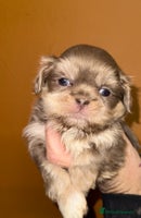Shih Tzu dogs 🧡💜Stunning KC Registered Shih Tzu Puppies🧡💜 - Advert 6