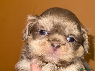 Shih Tzu dogs 🧡💜Stunning KC Registered Shih Tzu Puppies🧡💜 - Advert 5