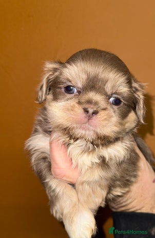 Shih Tzu dogs 🧡💜Stunning KC Registered Shih Tzu Puppies🧡💜 - Advert 1
