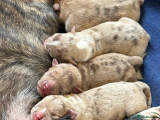 Staffordshire Bull Terrier dogs Staffy x puppy’s for sale - Advert 16