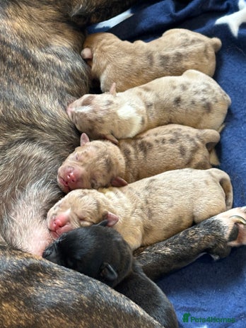 Staffordshire Bull Terrier dogs Staffy x puppy’s for sale - Advert 1