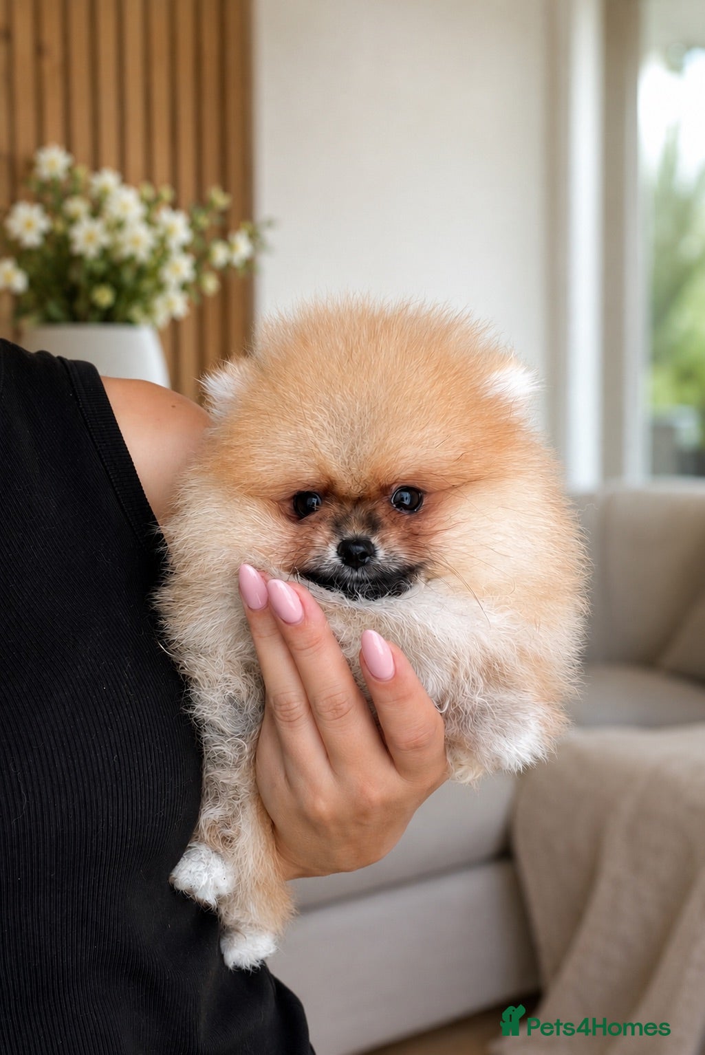 Pomeranian dogs 🔥Teddy🐻Small🏆Quality  - Advert 1