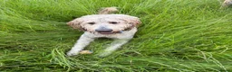 Mixed Breed dogs for stud: Standard F1 Goldendoodle for stud in Preston - Advert 7