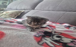 Maine Coon cats for sale: Gorgeous Maine Coons for sale - Image 3