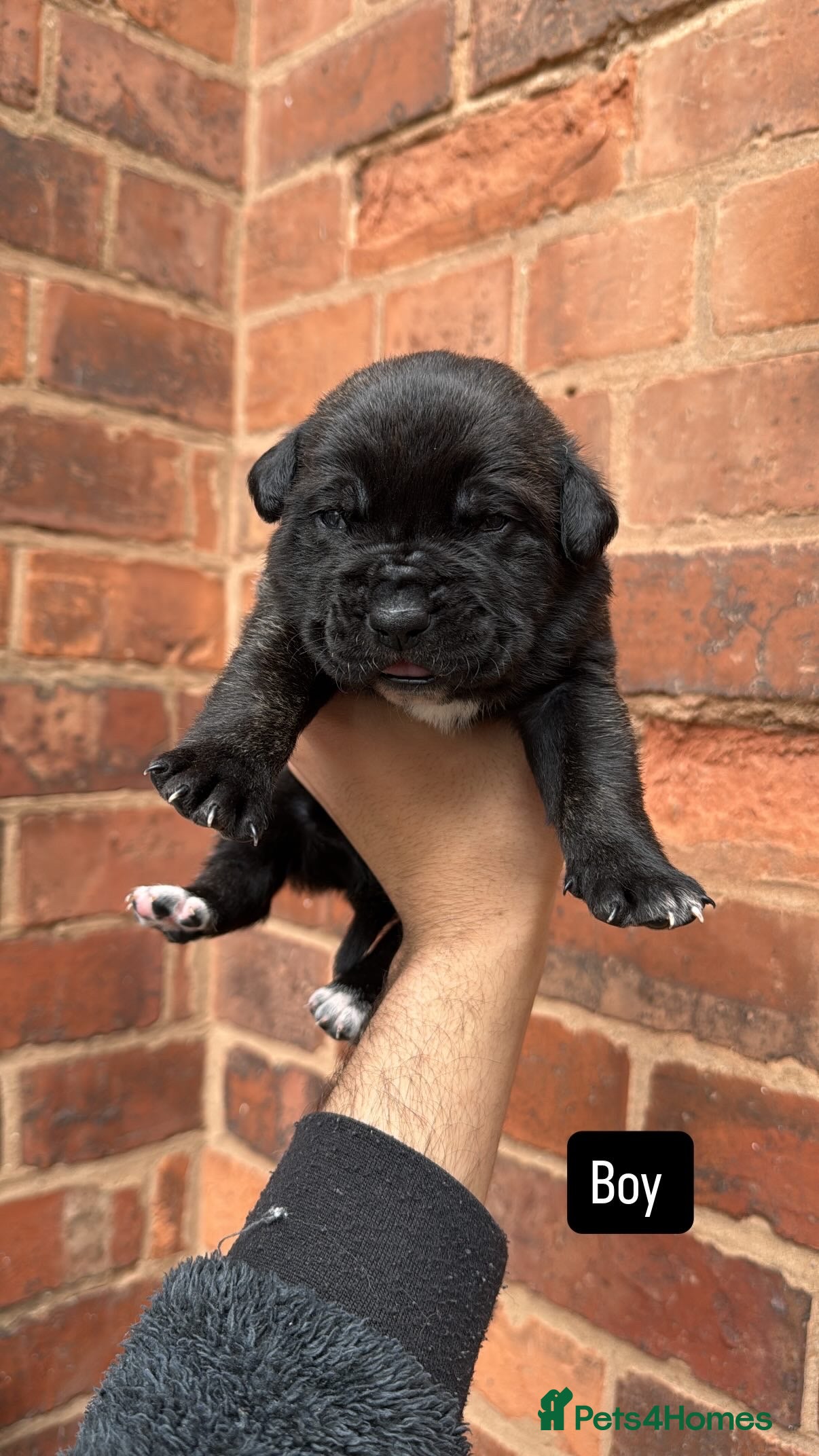 Presa Canario dogs (Outstanding elite) Presa Canario puppies - Advert 8