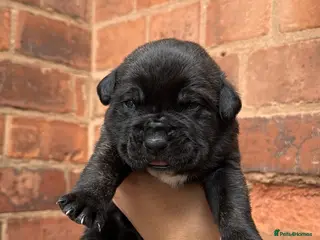 Presa Canario dogs (Outstanding elite) Presa Canario puppies - Advert 8