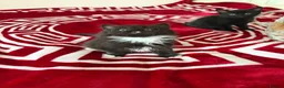 Mixed Breed cats for sale: 6 beautiful kitties looking for forever home  - Advert 11