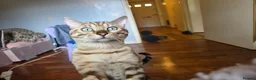 Bengal cats for stud:  Beautiful Snow bengal called snow - Advert 8