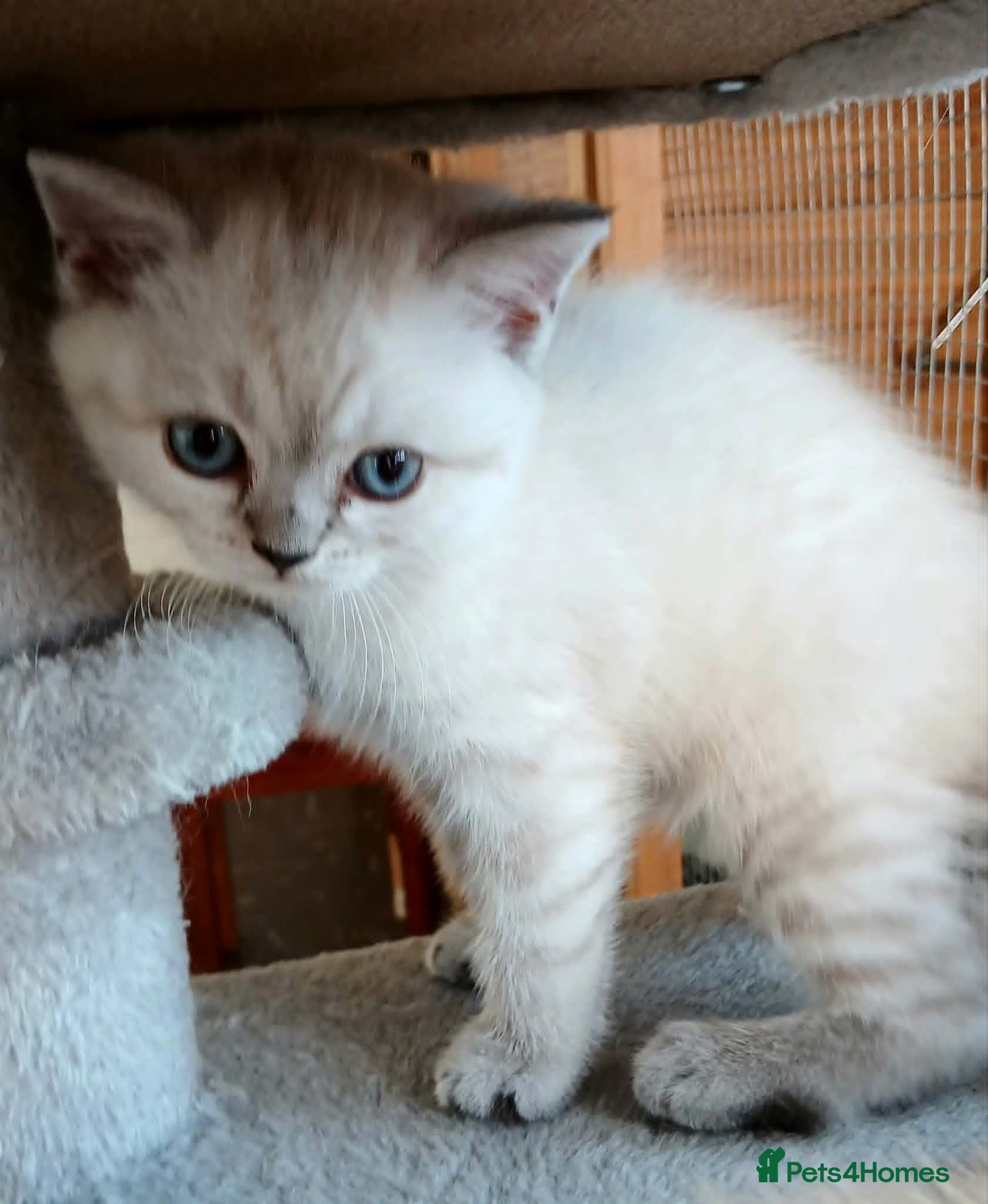 British Shorthair cats Bsh X Scotish stright kittens.Price Reduced ! - Advert 11