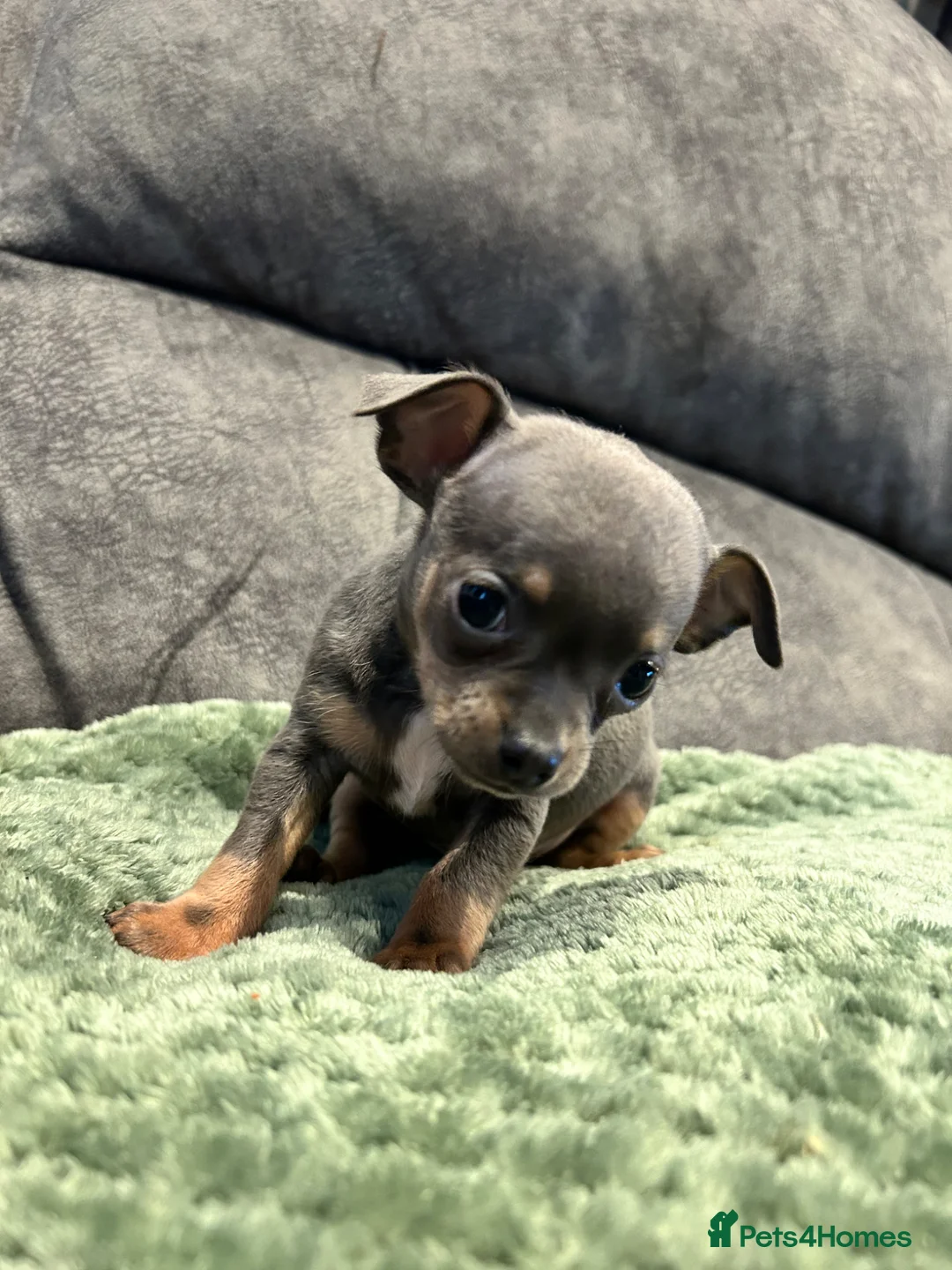 Chihuahua dogs for sale: Beautiful blue tri chihuahua puppies  in Brighton - Advert 20
